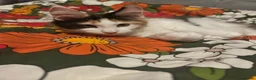 Maine Coon cats for sale: Maine Coon - Advert 9