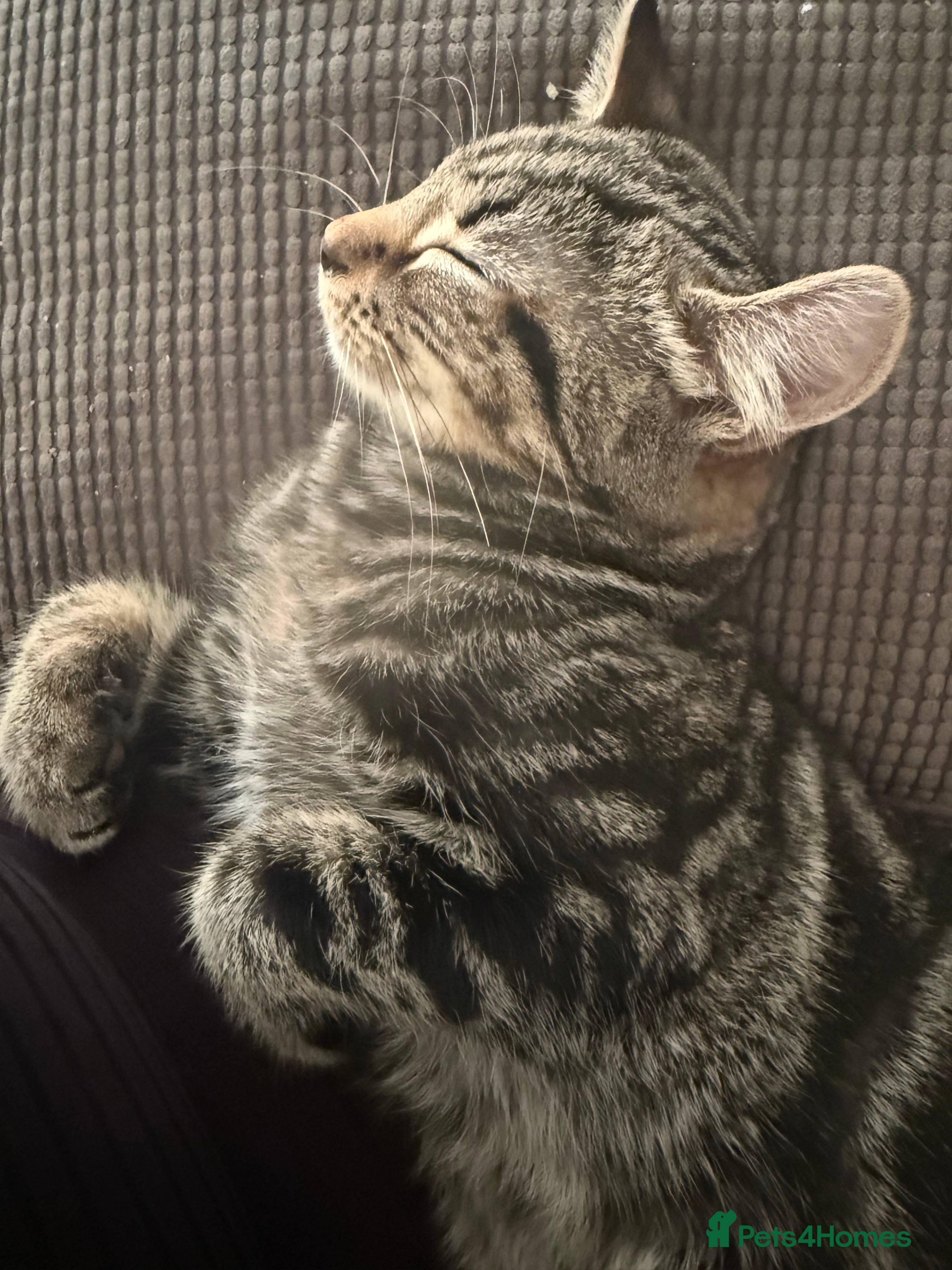 Mixed Breed cats Tabby male kitten 5 months old  - Advert 2