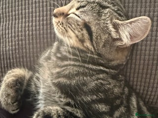 Mixed Breed cats Tabby male kitten 5 months old - Advert 2