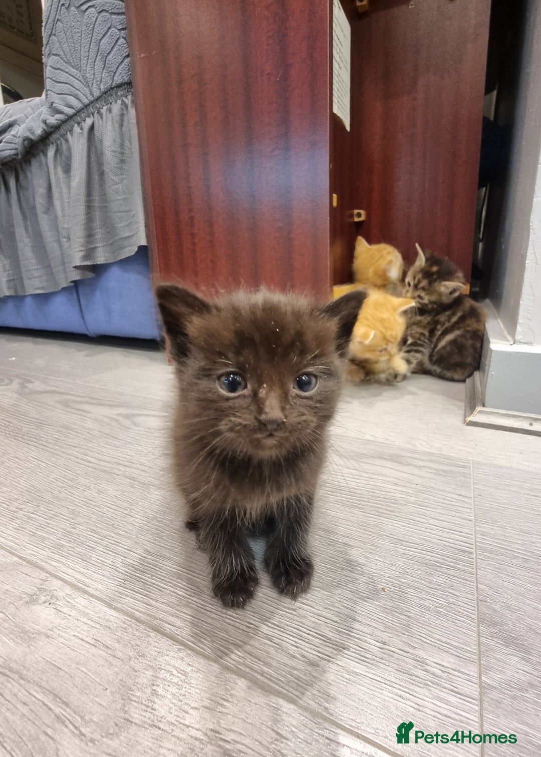 Domestic Shorthair cats for sale: 5 kittens  - Advert 3