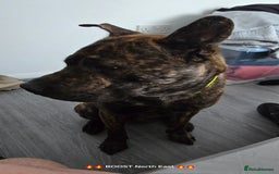 Mixed Breed dogs for sale: BRUNO - Image 2