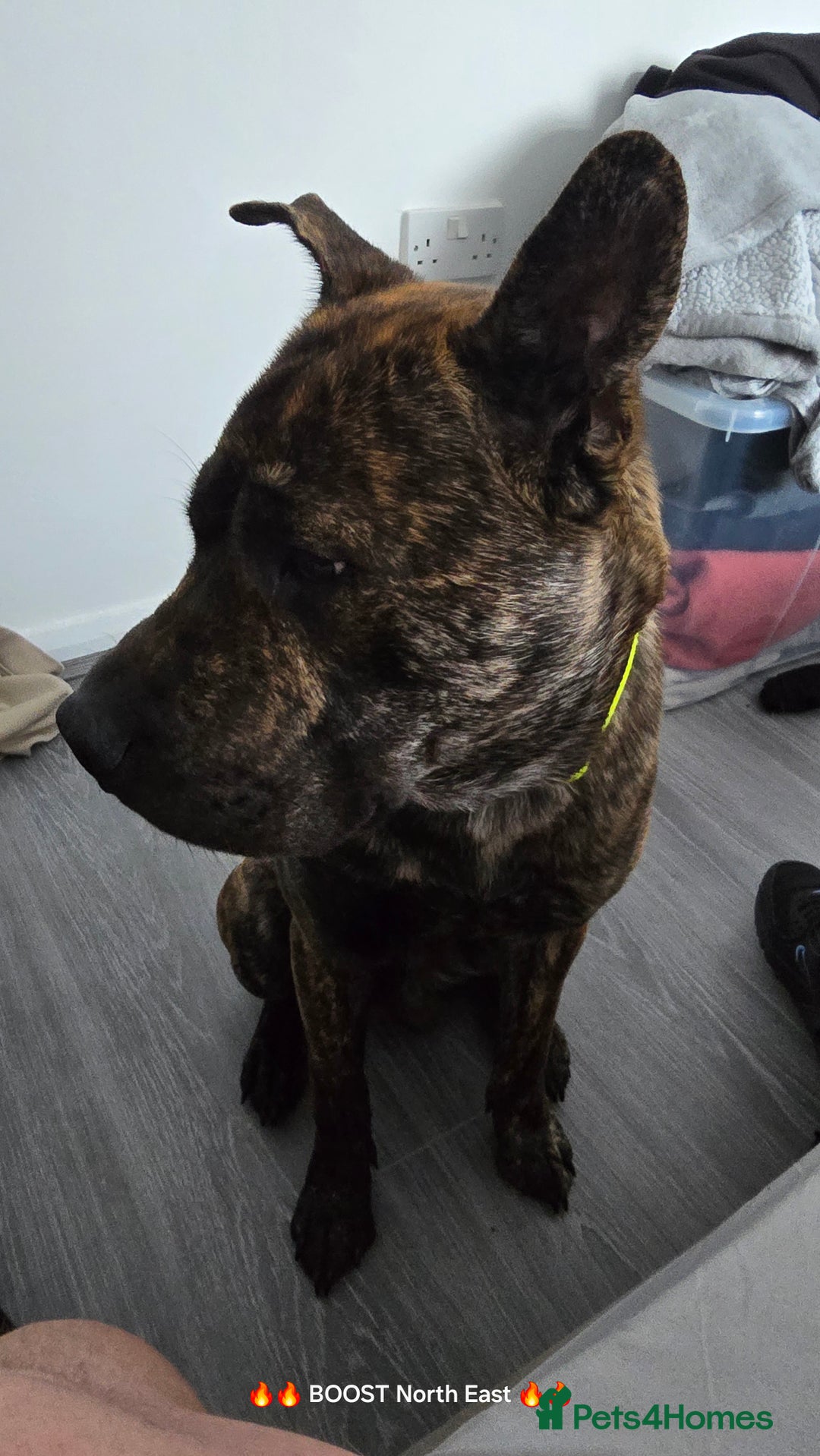 Mixed Breed dogs for sale: BRUNO - Image 2
