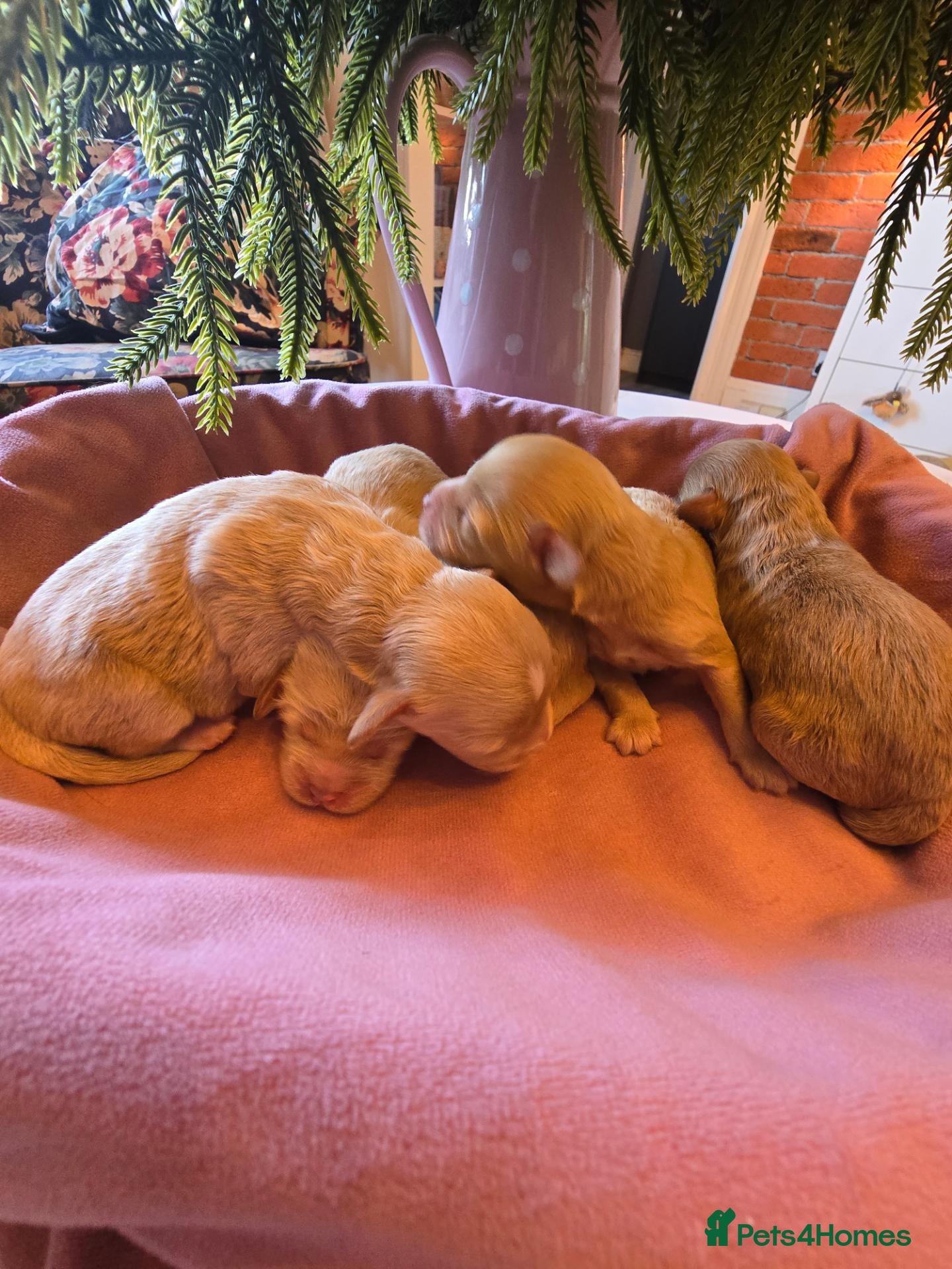 Maltipoo dogs Lovely Maltipoo looking for a forever home. 🏡 💛 - Advert 3