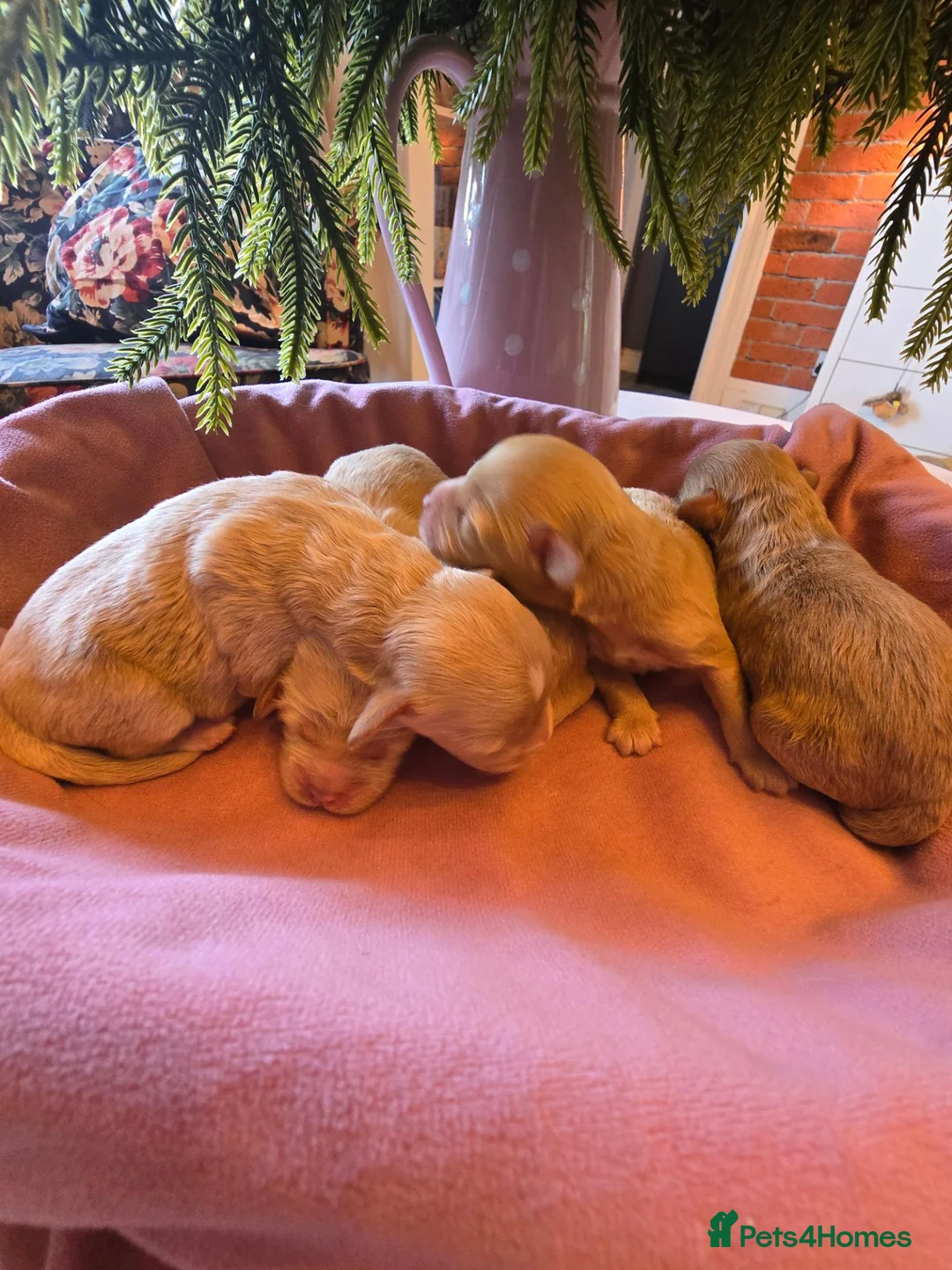 Maltipoo dogs for sale: Lovely Maltipoo looking for a forever home. 🏡 💛 - Advert 1