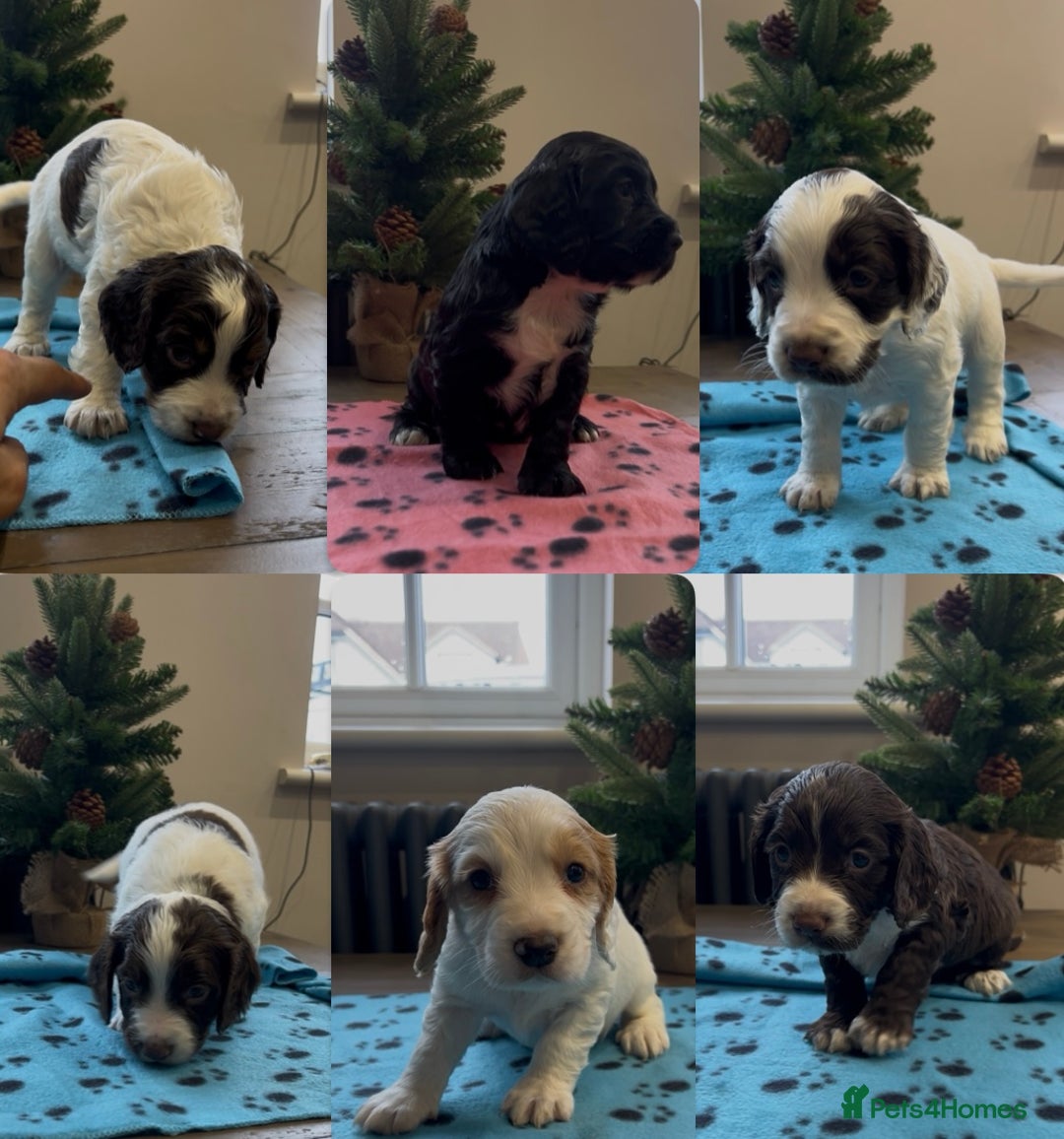 Cocker Spaniel dogs for sale: ✨Beautiful Cocker Spaniel Puppies✨ - Advert 1