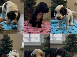 Cocker Spaniel dogs ✨Beautiful Cocker Spaniel Puppies✨ - Advert 5