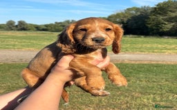 Cocker Spaniel dogs for sale: Ready To Go Now Lovely Cocker Spaniel Puppies - Image 14