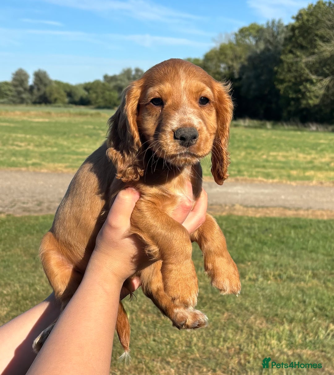 Cocker Spaniel dogs for sale: Ready To Go Now Lovely Cocker Spaniel Puppies - Image 14