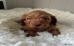 Cockapoo dogs for sale: Red Cockapoo Puppies - Image 3