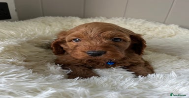 Cockapoo dogs - Advert 7