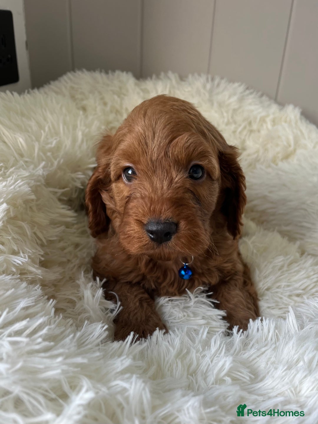 Cockapoo dogs for sale: Red Cockapoo Puppies - Image 3