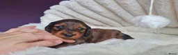 Miniature Dachshund dogs for sale: Long-Haired Dachshund puppies in London - Advert 3