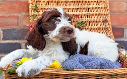 Cockapoo dogs for sale:  cockapoo puppies **READY GO GO** - Image 8