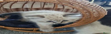 Ragdoll 4