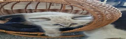 Ragdoll cats for sale: Ragdoll kittens in Porth - Advert 9