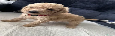 Cavapoo 1