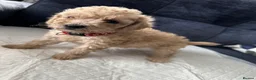 Cavapoo dogs for sale: F1B Cavapoo  - Advert 5