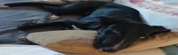 Mixed Breed dogs for sale: Cross Whippet in Need of a Home - Advert 1