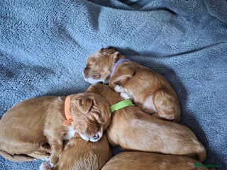 Cavapoo dogs - Advert 14