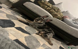 French Bulldog dogs for sale: Ziggy French bulldog  - Image 2