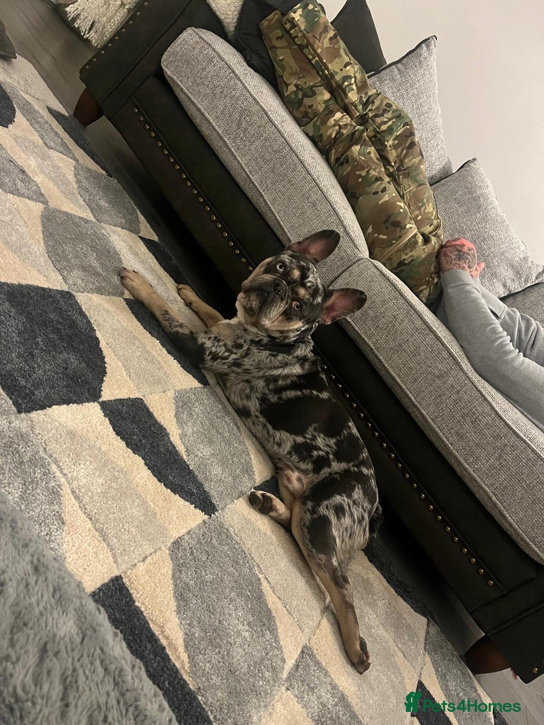 French Bulldog dogs for sale: Ziggy French bulldog  - Image 2