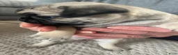 Chug dogs for sale: 5 x stunning chug puppies  - Advert 12