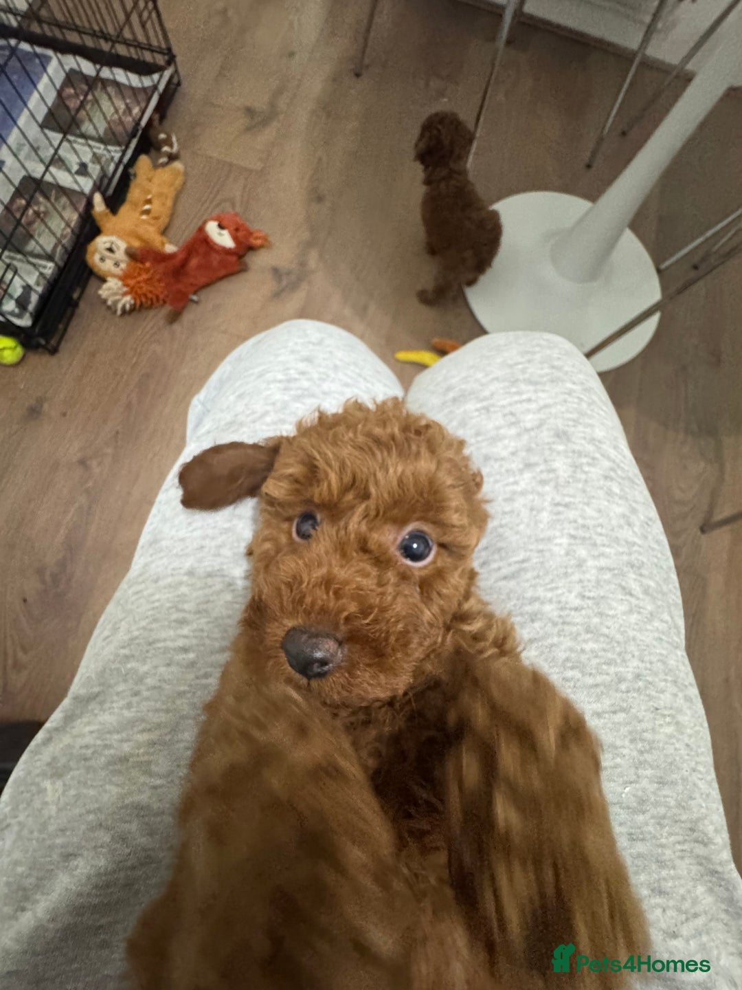 Miniature Poodle dogs for sale: 🐩 Outstanding Deep Red Miniature Poodle Puppies  - Advert 18
