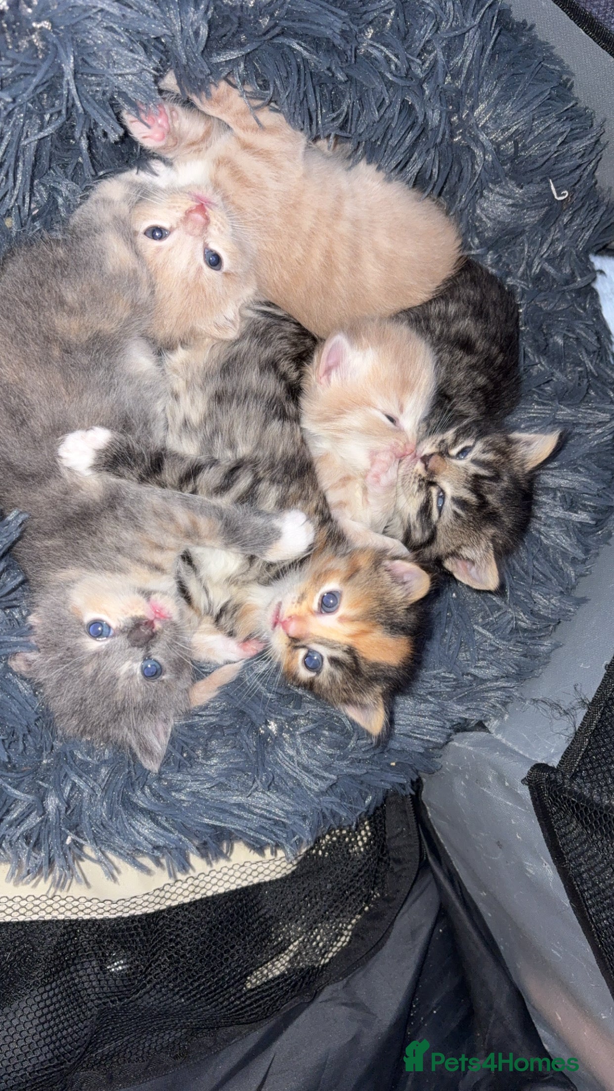 Mixed Breed cats 5 beautiful babies! - Advert 1