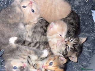 Mixed Breed cats 5 beautiful babies! - Advert 1