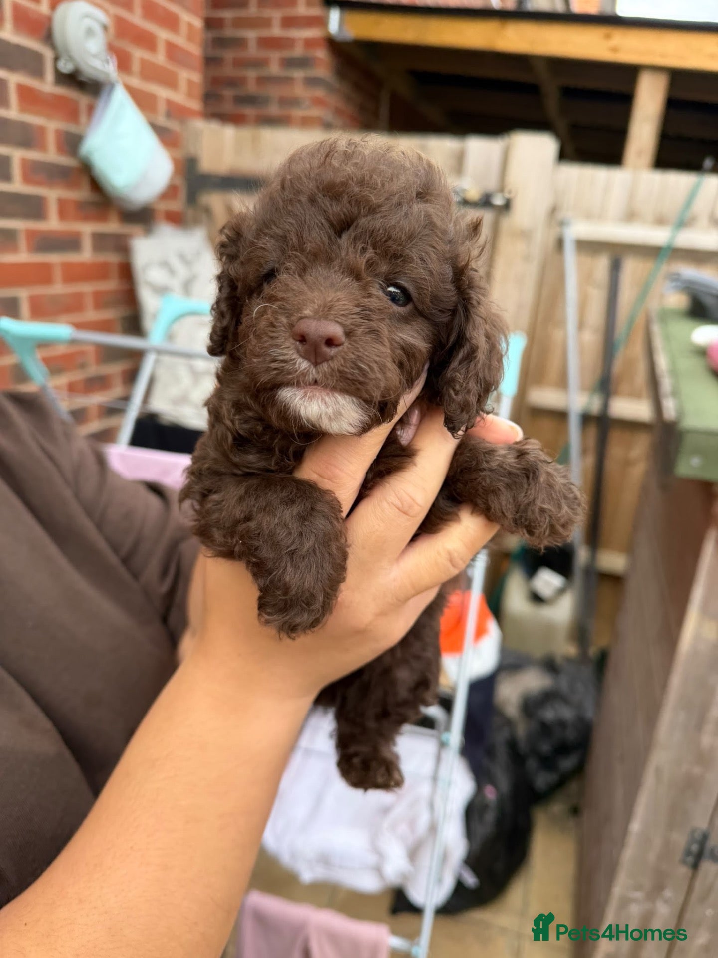 Cavapoo dogs Rare FB1 Chocolate brown Cavapoos - Advert 5