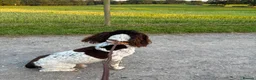 English Springer Spaniel dogs for stud: English springer spaniel - Advert 3