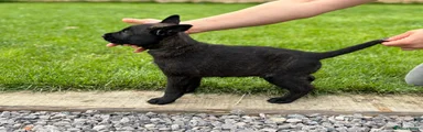 Dark Green Puppy