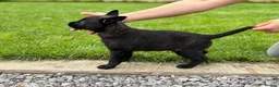 Belgian Shepherd Dog dogs for sale: EXCEPTIONAL WORKING LINE SHEPHERDS! - Advert 2