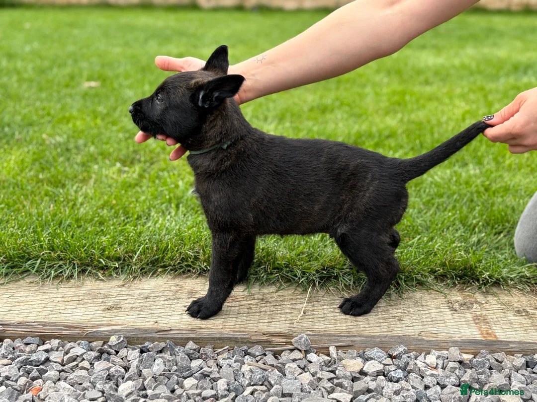 Belgian Shepherd Dog dogs for sale: EXCEPTIONAL WORKING LINE SHEPHERDS! - Advert 2
