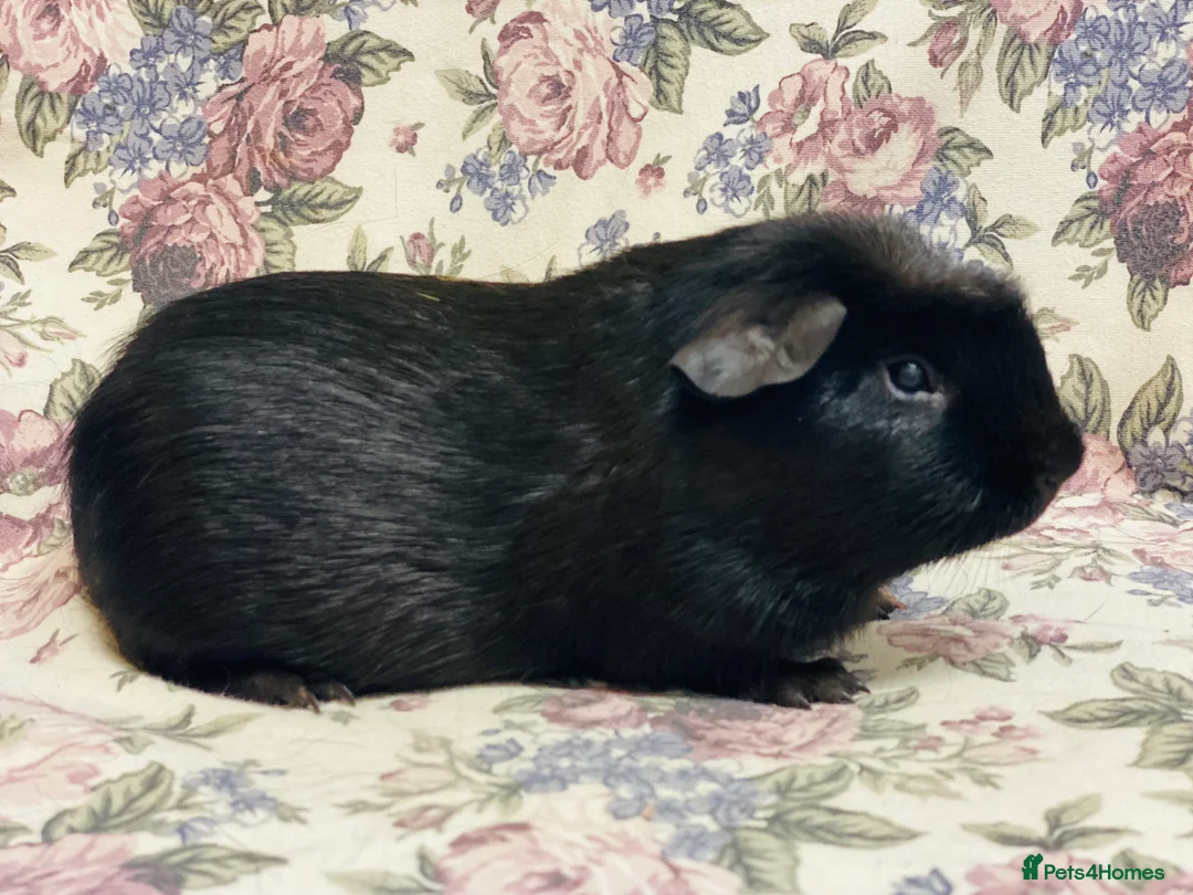 Guinea Pig rodents for sale: Pretty mix of male guineapig babies and youngsters - Advert 27