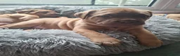 Mixed Breed dogs for sale: Muscle mastiff puppies  - Advert 13