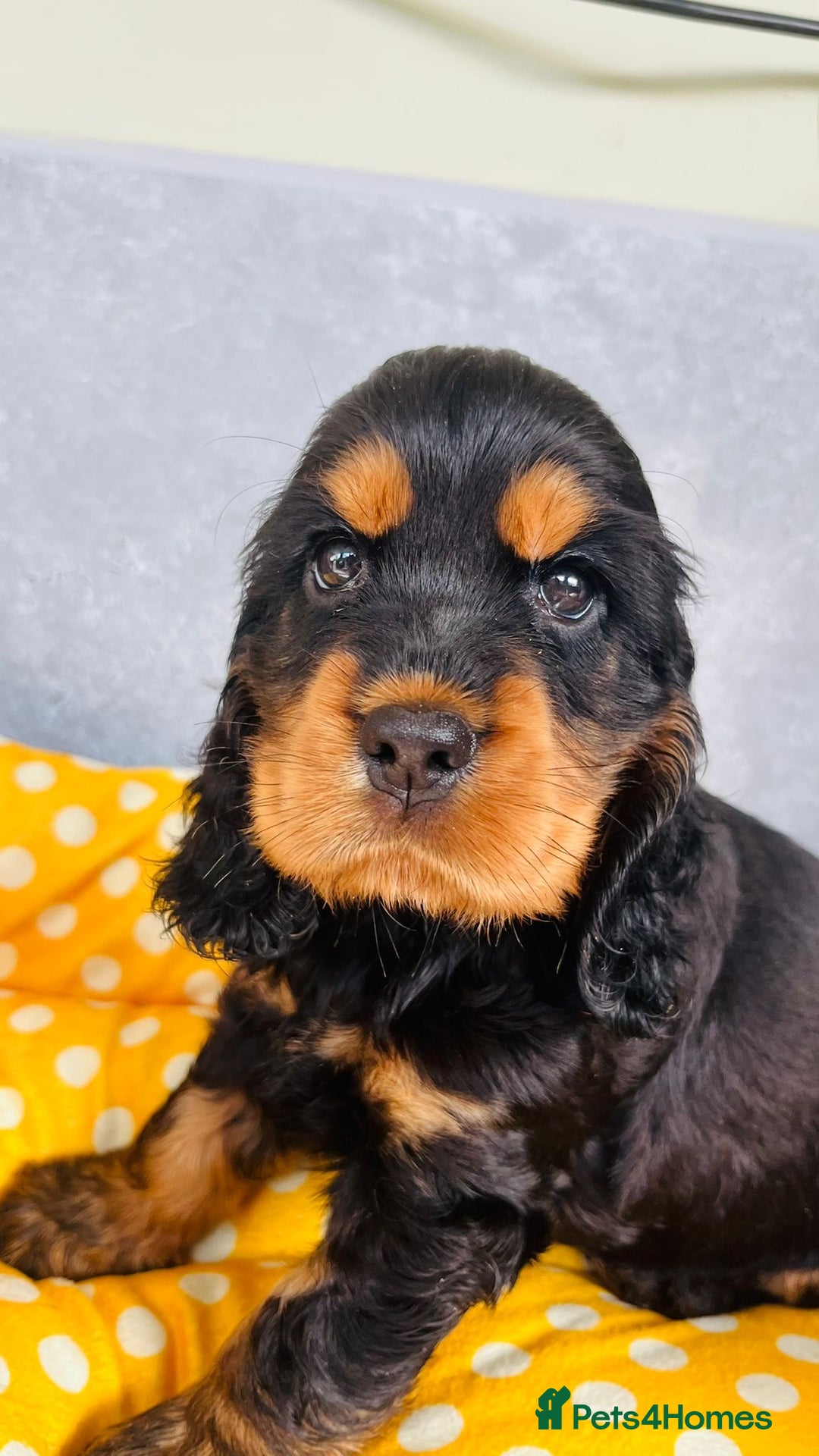 Cocker Spaniel dogs for sale: Beautiful black & tan female available  - Image 26