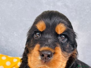 Cocker Spaniel dogs - Advert 5