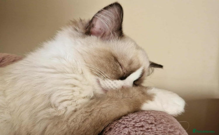 Ragdoll cats - Advert 10