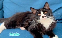 Mixed Breed cats for sale: 4 Maine Coon X Kittens Ready To Leave!!! - Image 22