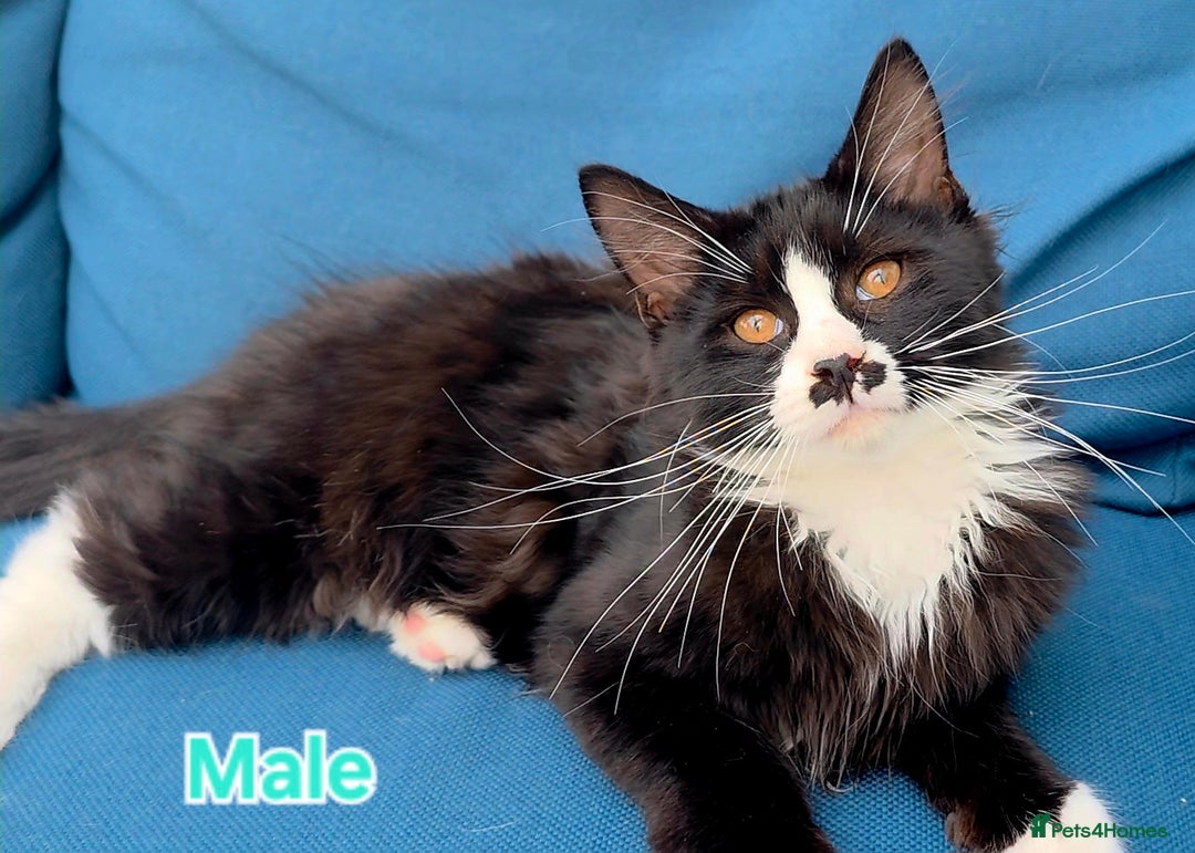 Mixed Breed cats for sale: 4 Maine Coon X Kittens Ready To Leave!!! - Image 22
