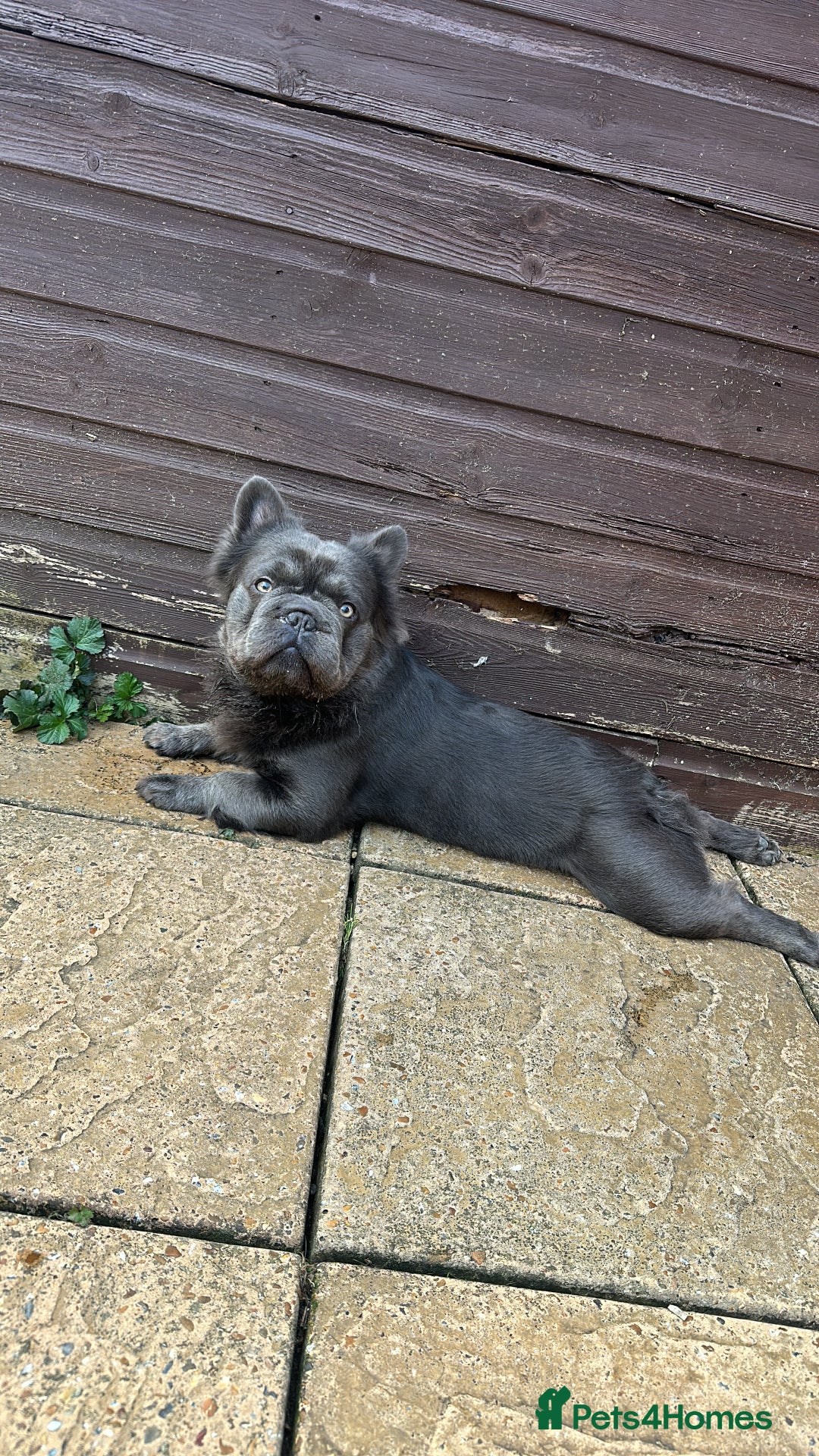 French Bulldog dogs for sale: Male Fluffy French bull dog  - Image 4