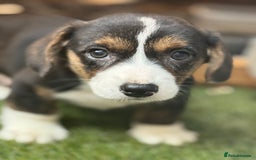 Welsh Corgi Cardigan dogs for sale: Welsh Cardigan Corgis Puppies - Image 15