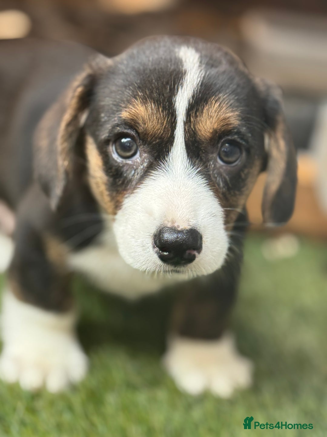 Welsh Corgi Cardigan dogs for sale: Welsh Cardigan Corgis Puppies - Image 15