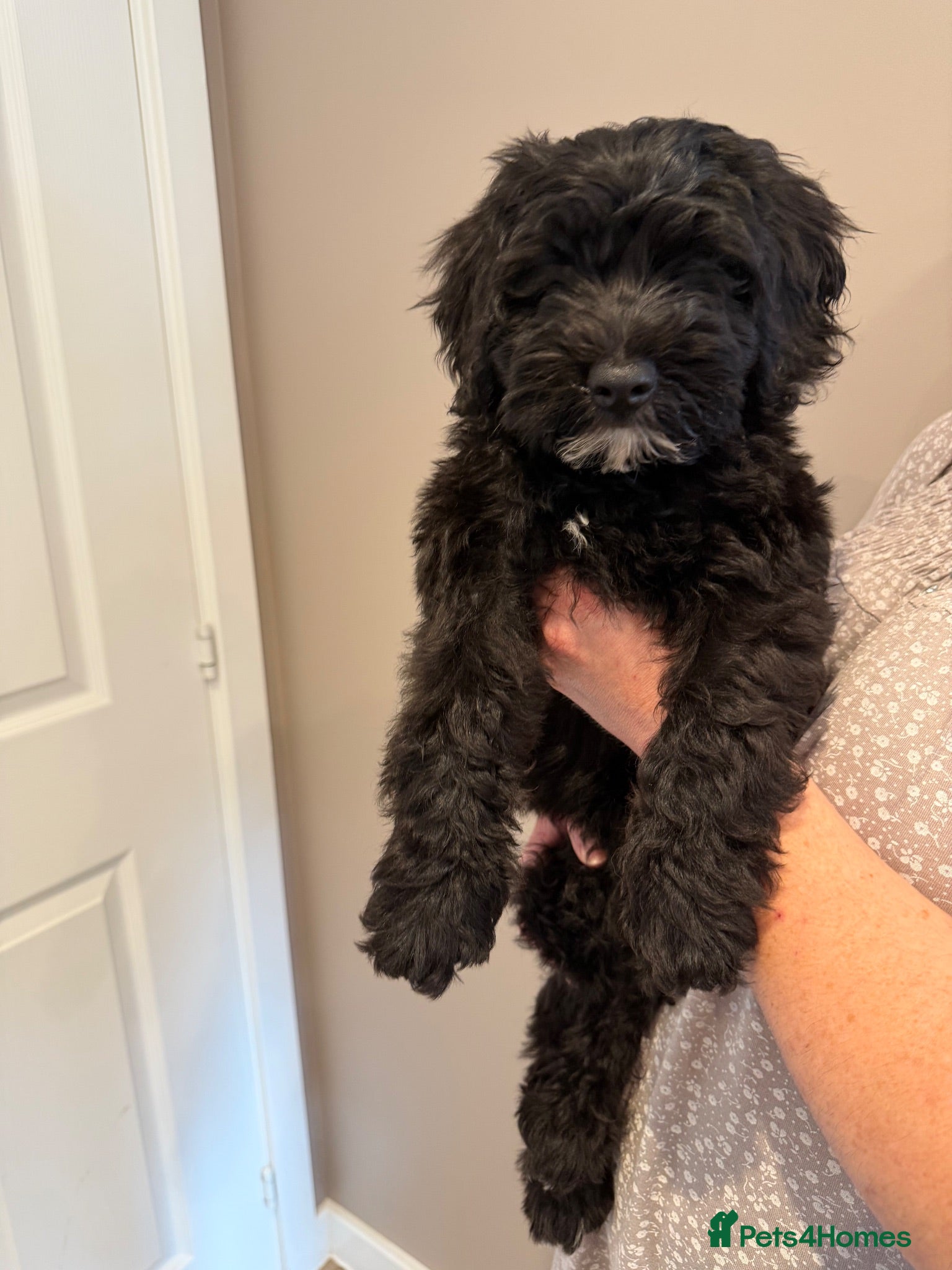 Australian Labradoodle dogs Multigenerational Australian Labradoodle puppies - Advert 5