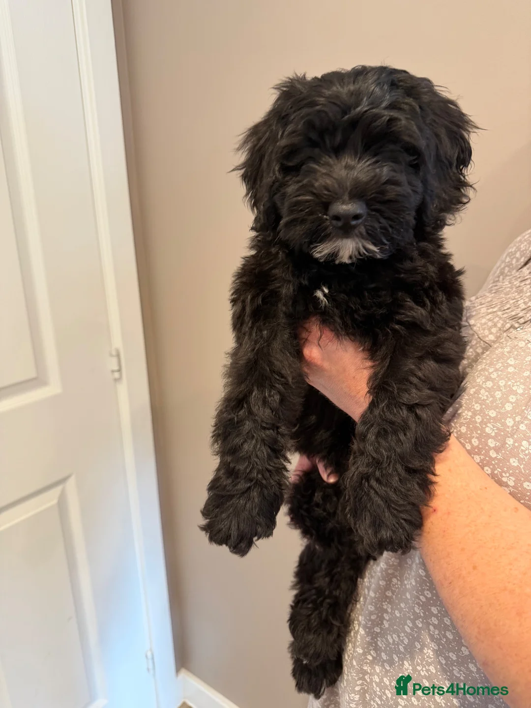 Australian Labradoodle dogs for sale: Multigenerational Australian Labradoodle puppies - Advert 1