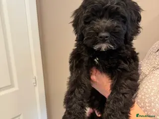 Australian Labradoodle dogs Multigenerational Australian Labradoodle puppies - Advert 5
