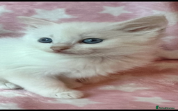 Ragdoll cats for sale: Stunning Ragdoll kittens super affectionate  - Image 26