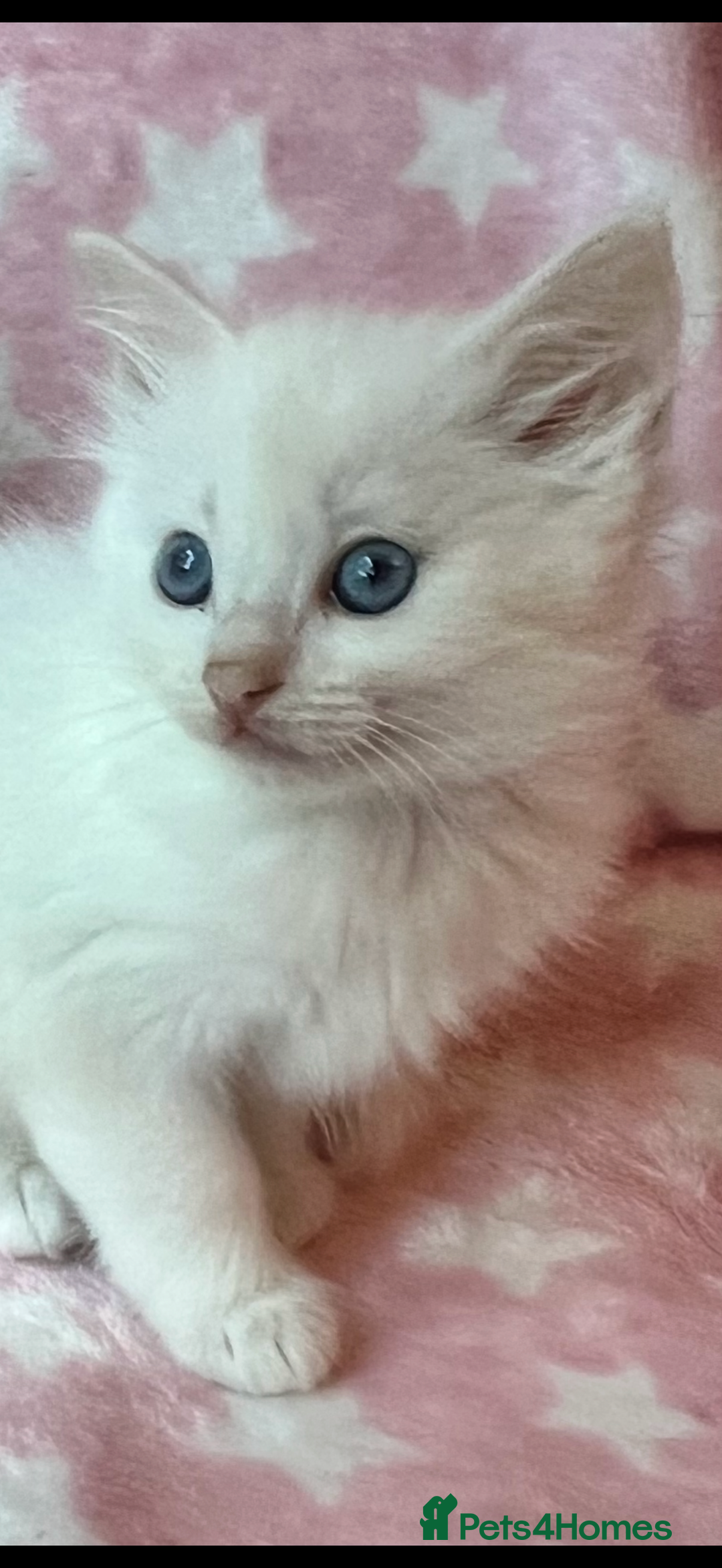 Ragdoll cats for sale: Stunning Ragdoll kittens super affectionate  - Image 26