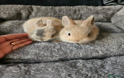 Netherland Dwarf rabbits for sale: Harlequin Netherland Dwarf bunnies  - Advert 15